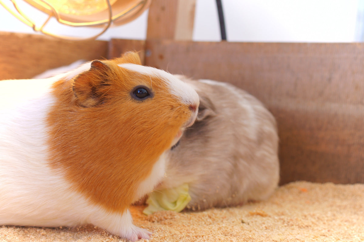 Two guinea pigs resting on bedding, with a brown-and-white guinea pig in the foreground.