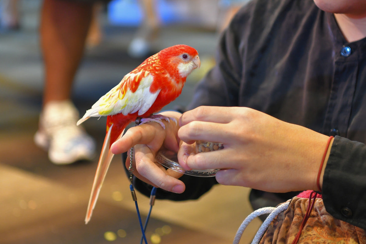Red-and-yellow parrot perched on a person's hand.