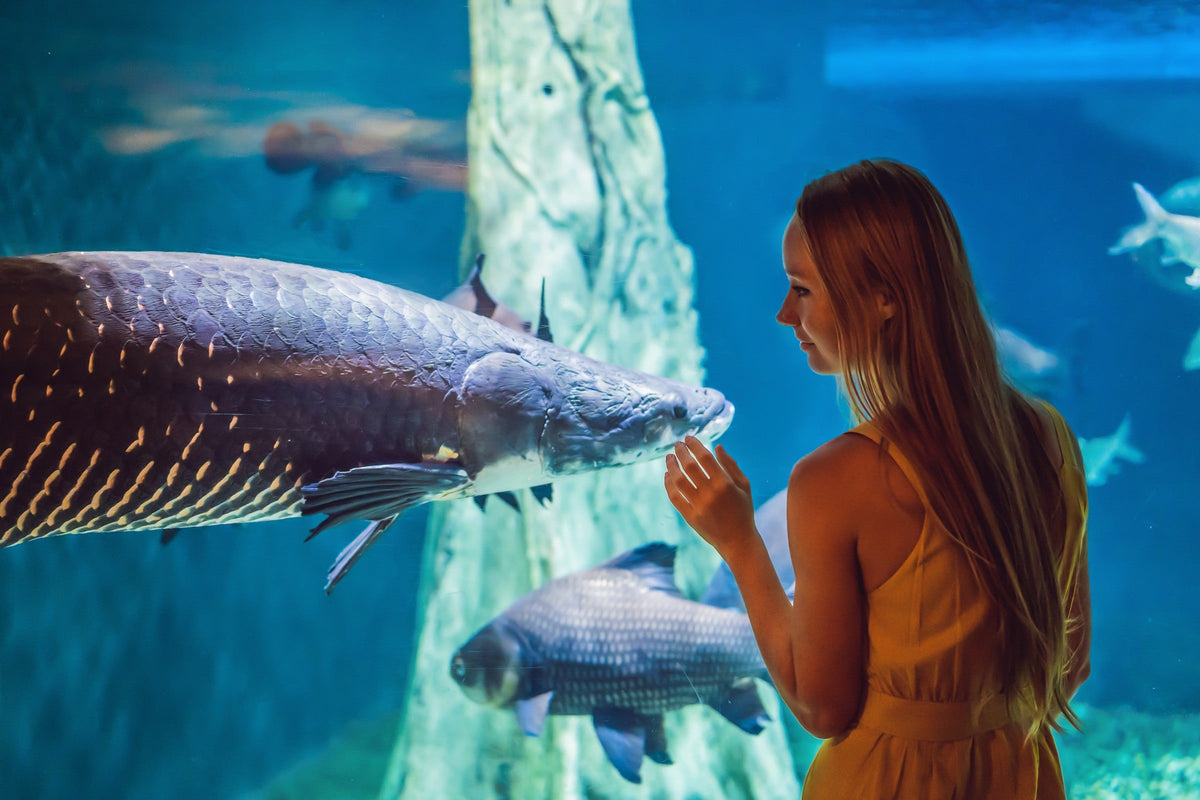 Woman watching a large fish through aquarium glass.
