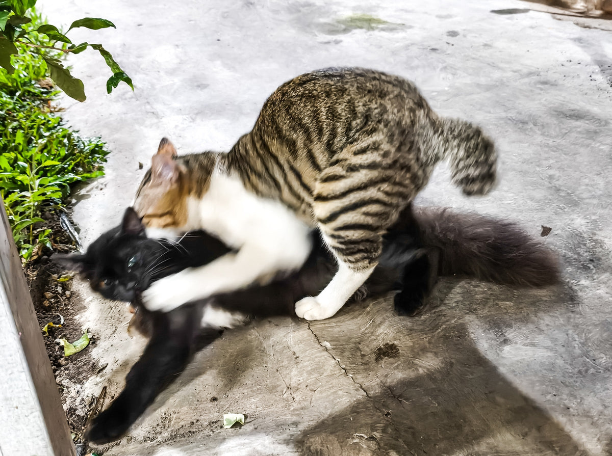 A tabby-and-white cat leaning over a black cat on a concrete path beside plants.