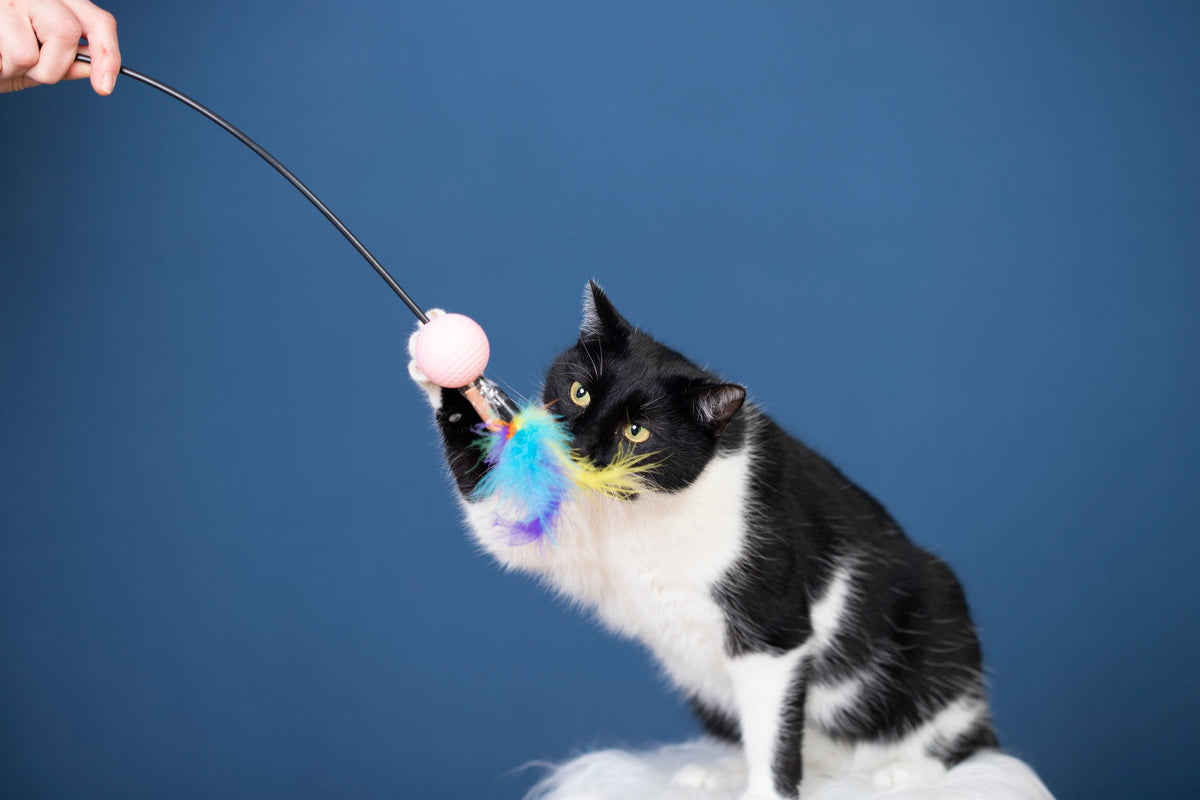 A black-and-white cat reaching one paw toward a colourful feather wand toy against a blue background.
