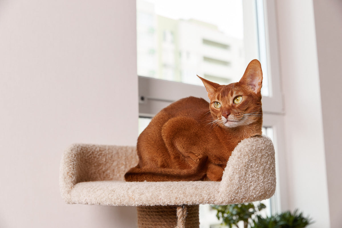 A reddish-brown cat resting on a raised padded cat-tree platform beside a window.