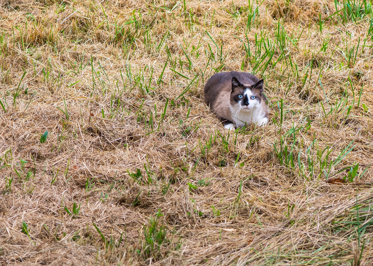 A brown-and-white cat crouching low in dry grass and looking ahead.