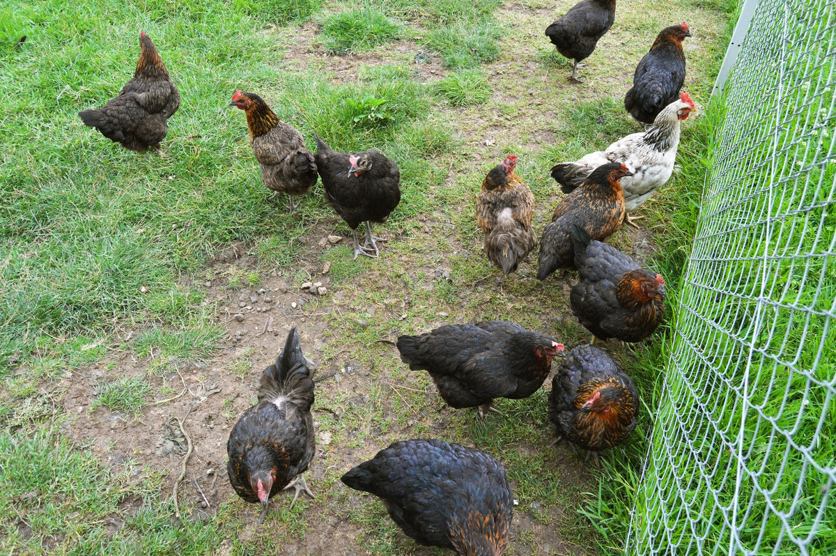 A flock of chickens standing and foraging on grass and soil beside a wire fence.