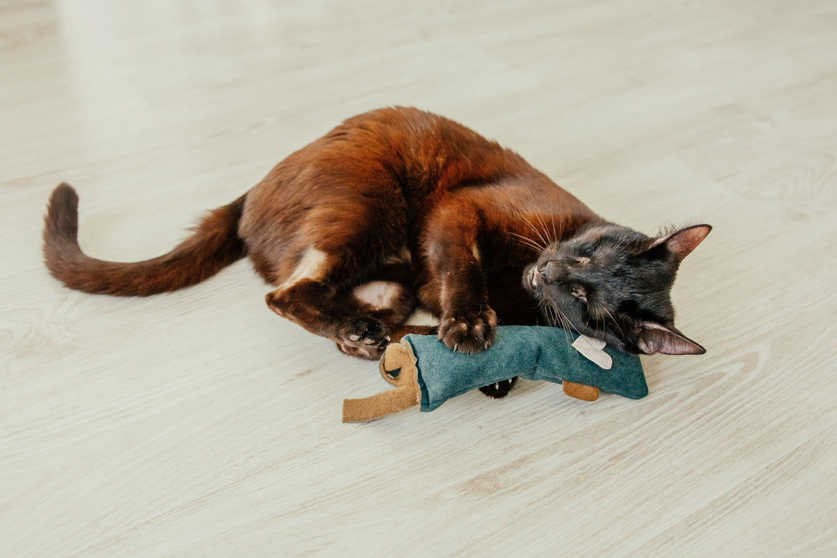 Dark brown cat lying on its side and holding a soft toy between its paws.