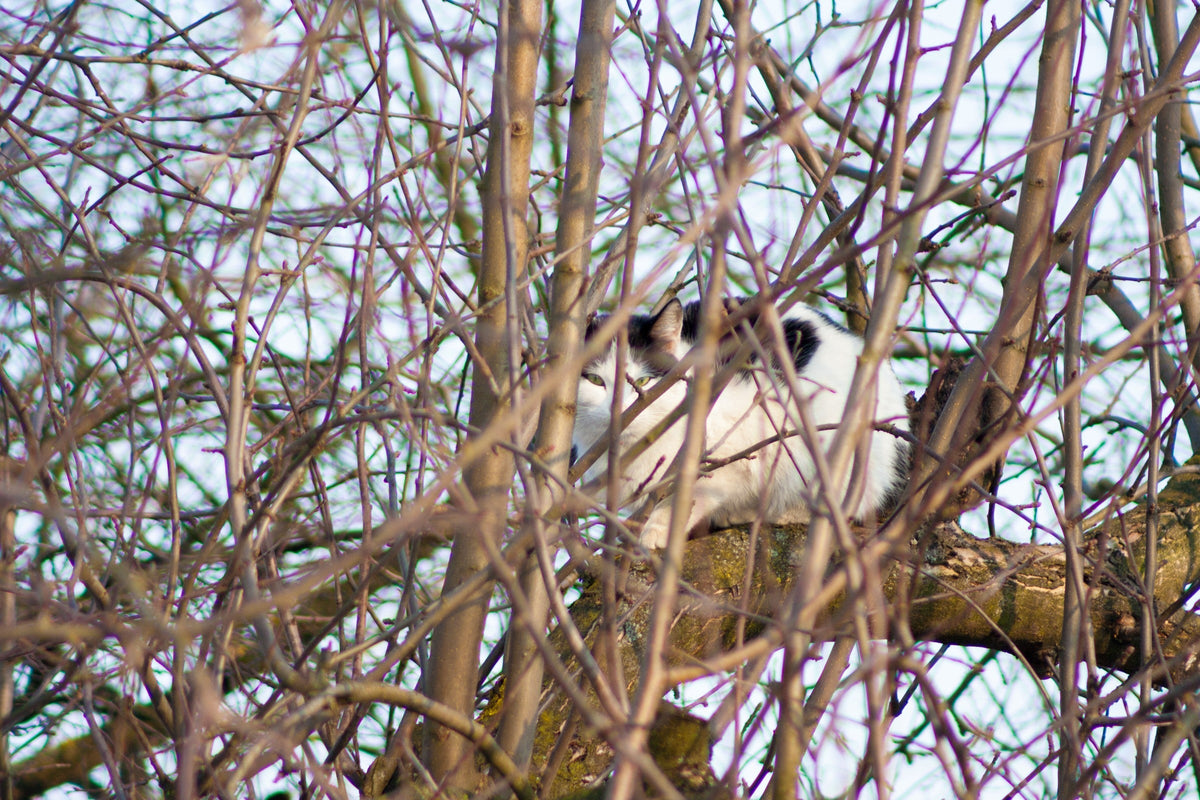 A black-and-white cat perched on a tree branch among thin bare branches.