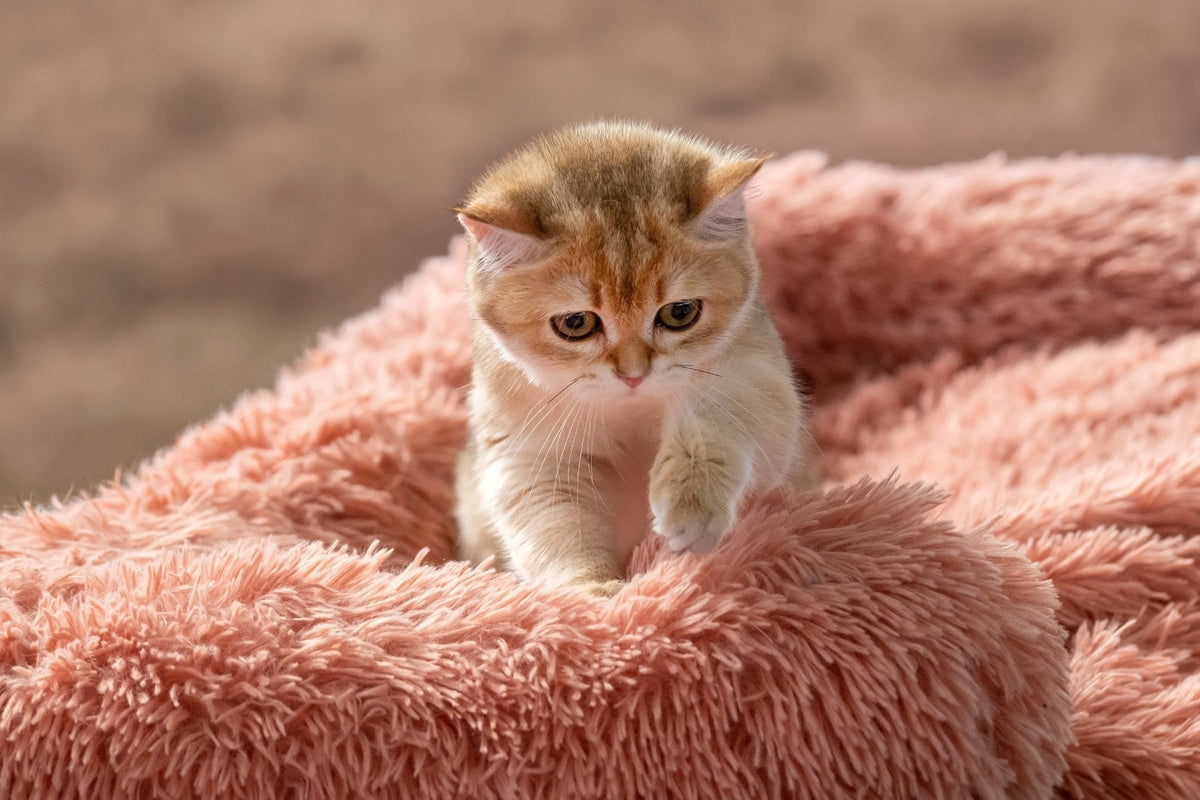 A golden-and-white kitten placing its front paws on a fluffy pink blanket.
