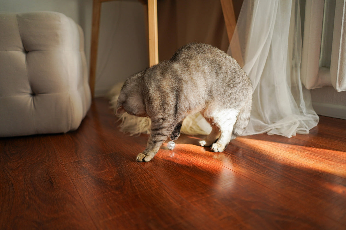 A grey tabby cat looking down at a sunlit wooden floor beside a curtain.