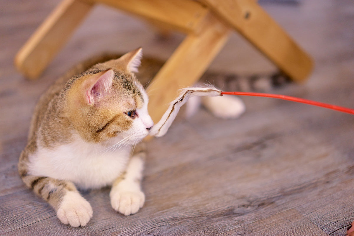 A golden-and-white cat crouching on a wooden floor and watching the feather end of a red wand toy.