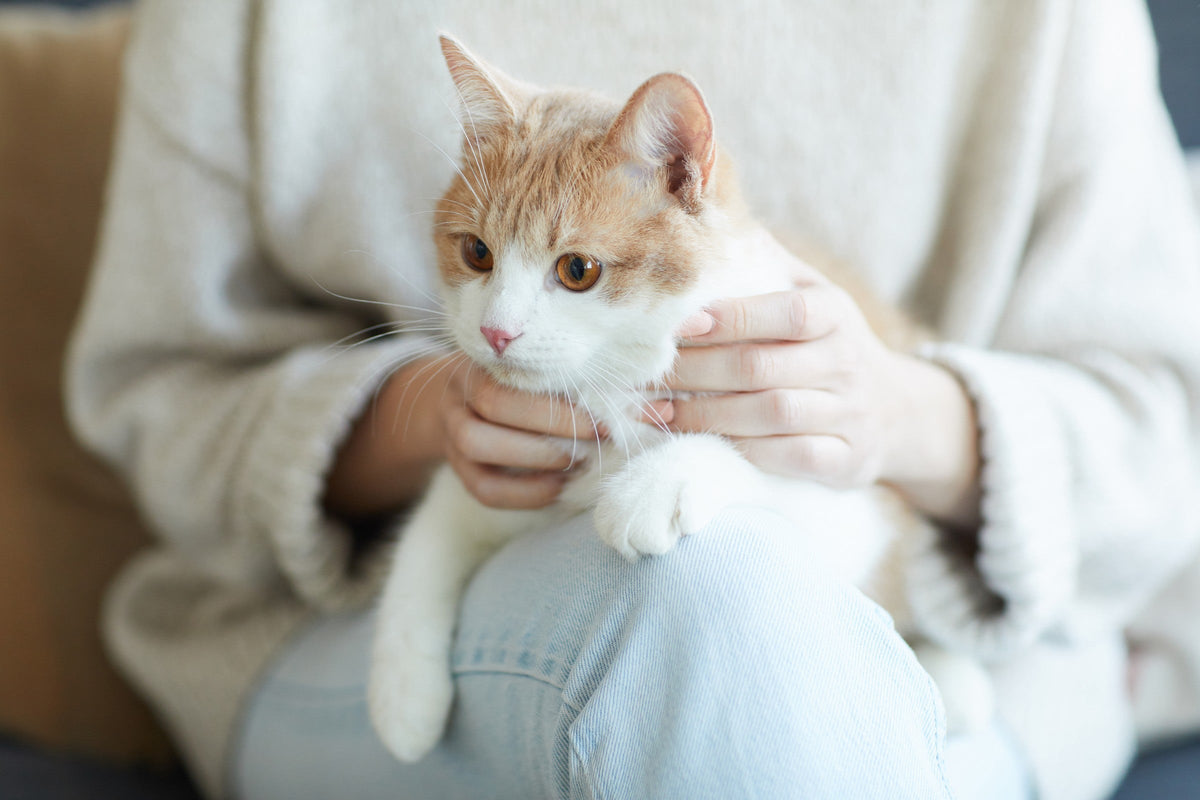 An orange-and-white cat resting on a seated person’s knee while their hands touch its chest and neck.