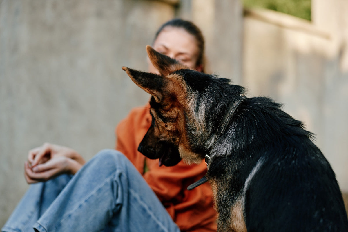 German Shepherd sitting beside a person in an orange top near a pale wall outdoors.