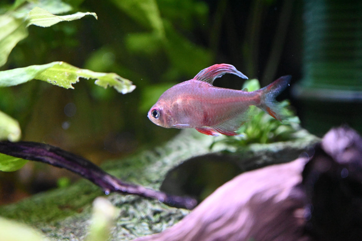 A pinkish tetra swimming beside green plants and driftwood in an aquarium.