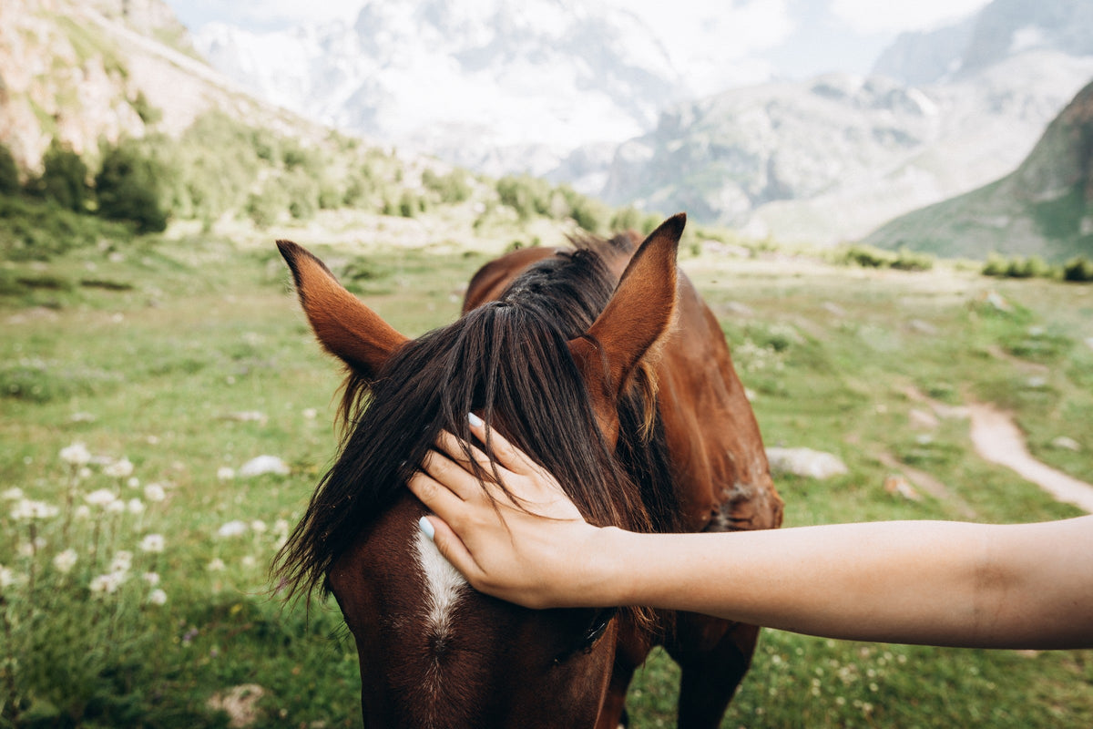 A hand resting on a brown horse’s forehead beneath its dark forelock in a grassy mountain landscape.