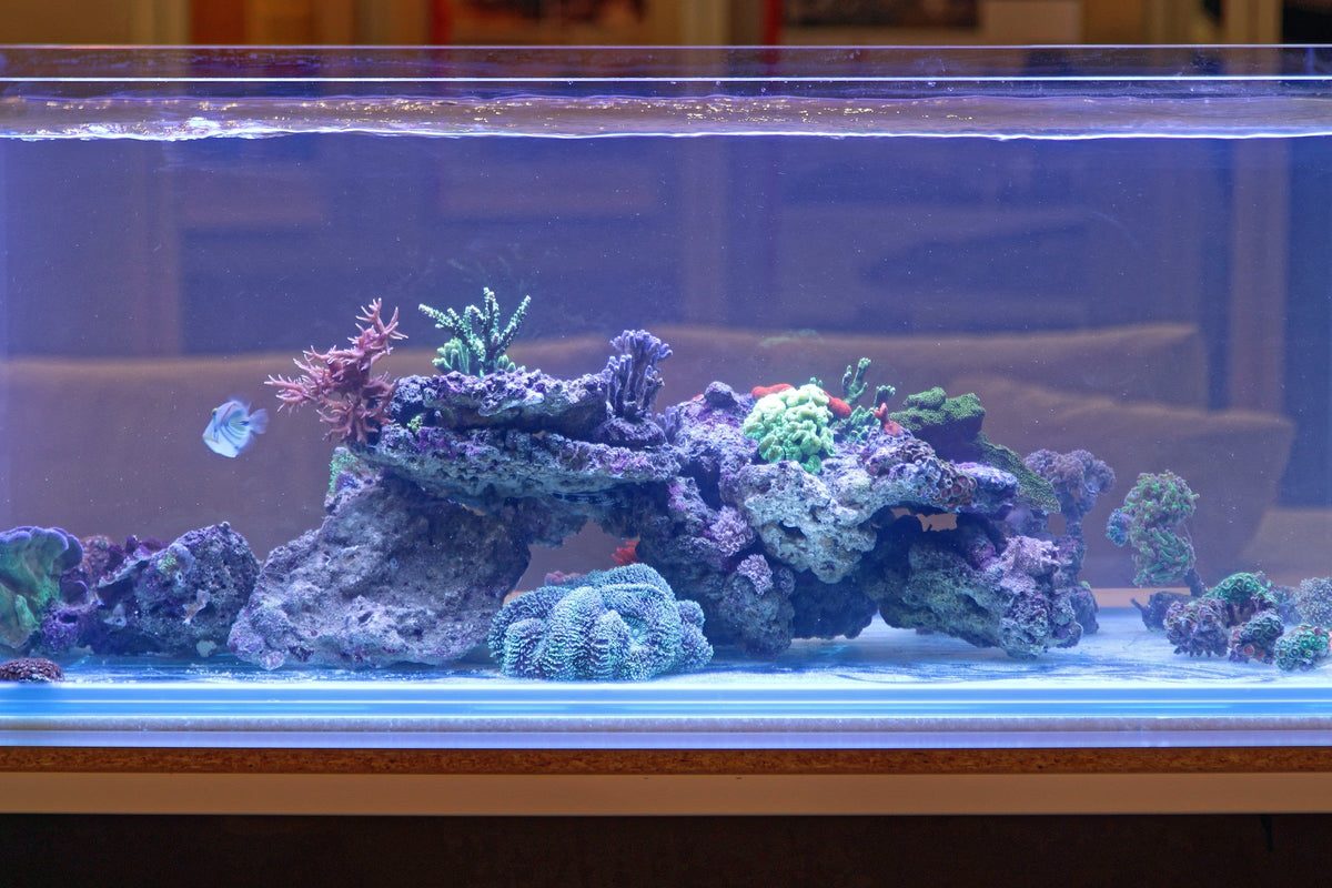 A rectangular aquarium containing reef rocks, colourful corals and small fish under blue lighting.