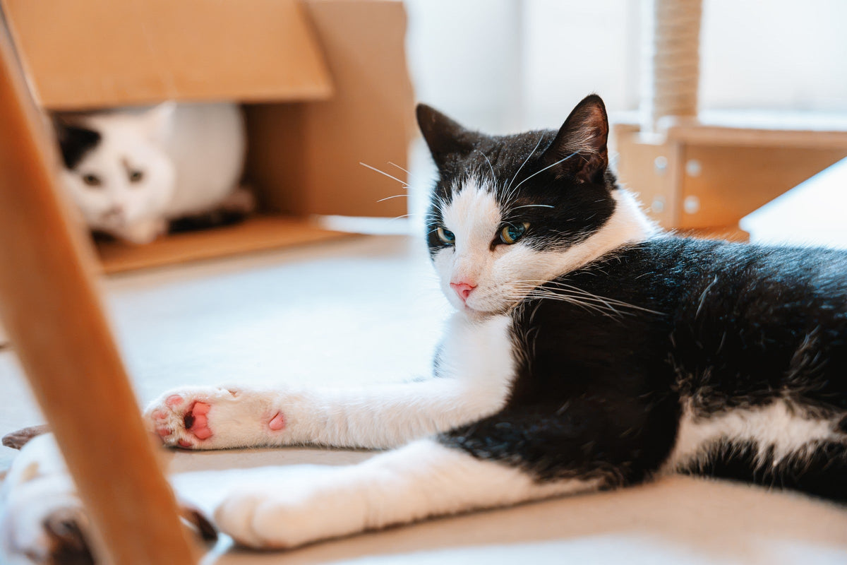 A black-and-white cat resting on the floor, with another cat partly visible inside a cardboard box behind it.