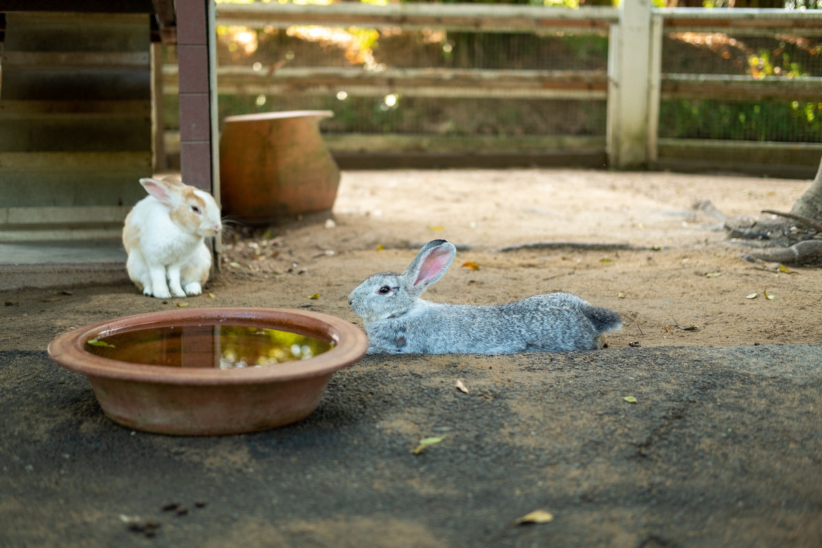 Two rabbits resting on bare ground in an outdoor enclosure beside a shallow round water dish.
