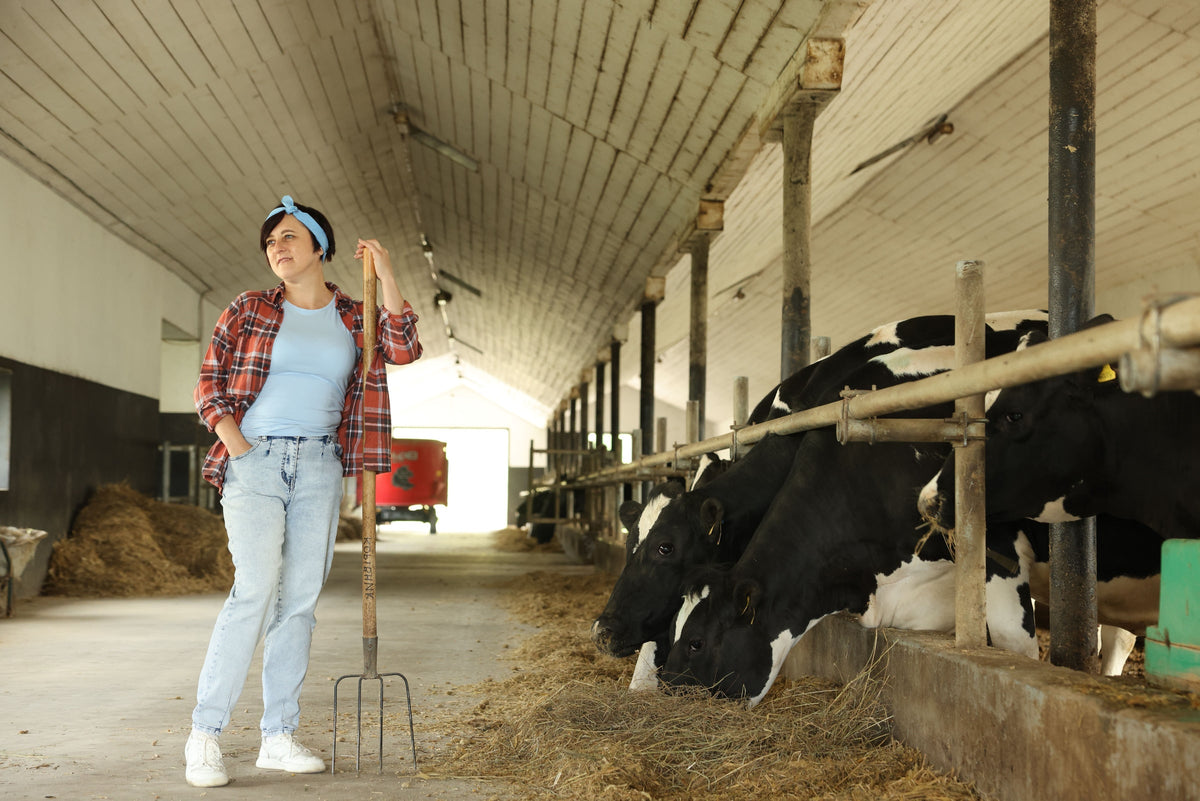 Black-and-white cattle eating hay in a barn beside a person holding a pitchfork.