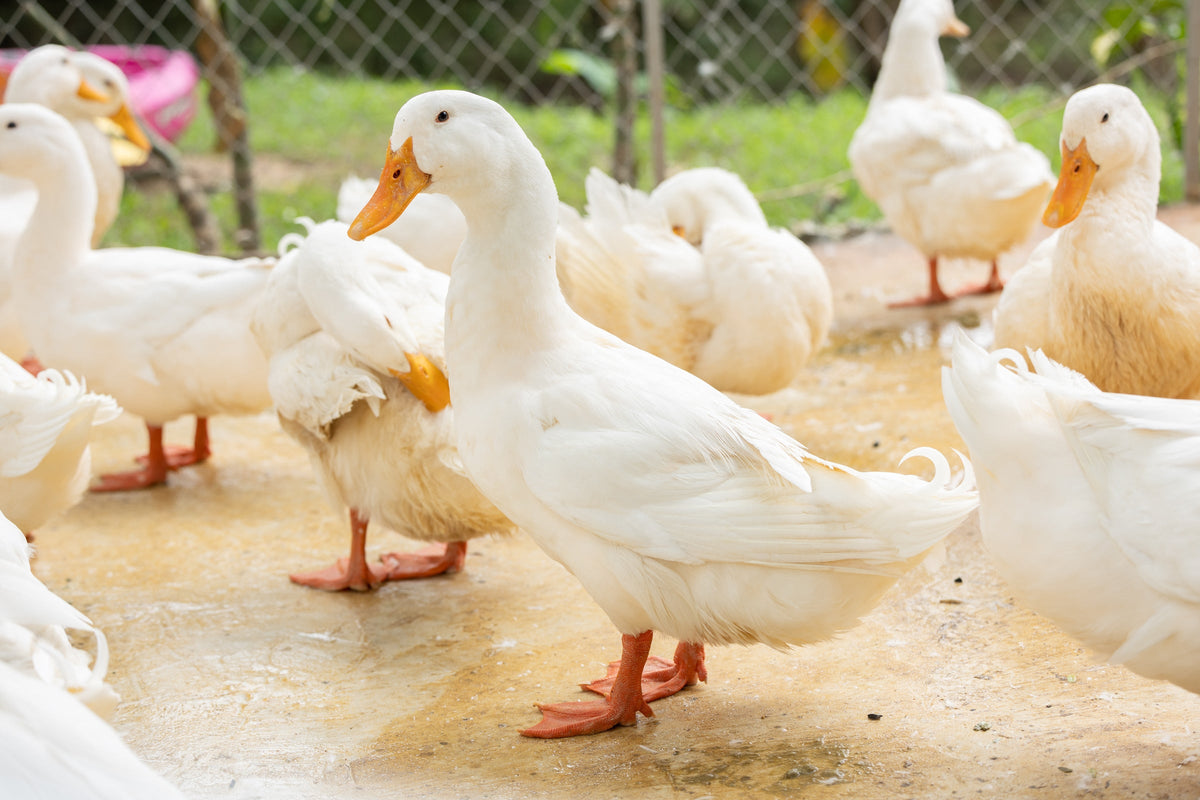 A group of white ducks standing in an outdoor enclosure.