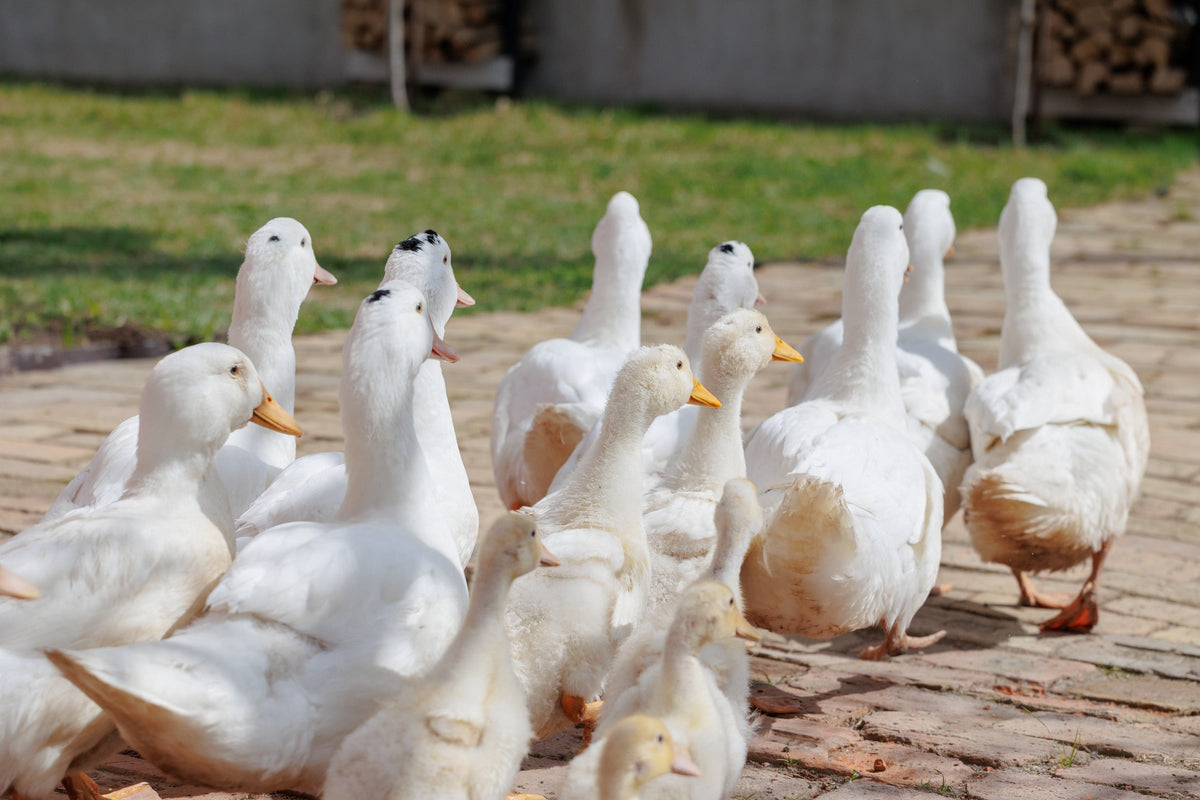 White ducks walking together across a paved farmyard.