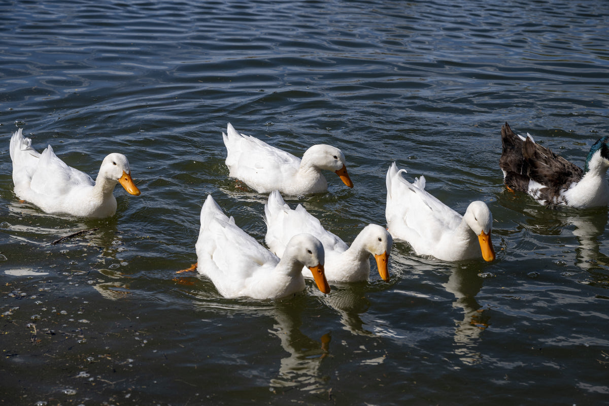 White and black-and-white ducks swimming on a pond.