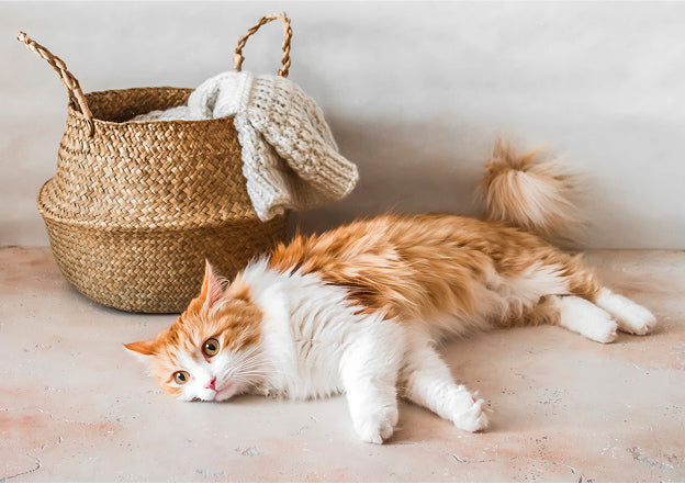 Unwanted Pregnancy in Dogs and Cats: Safe Veterinary Options
