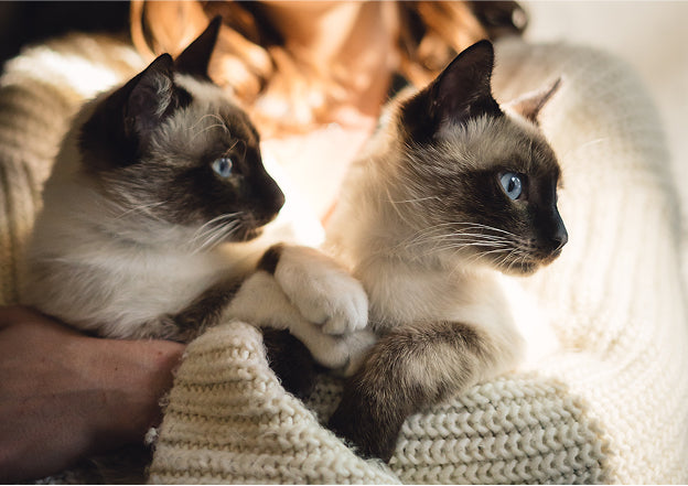 How to Find a Responsible Dog or Cat Breeder