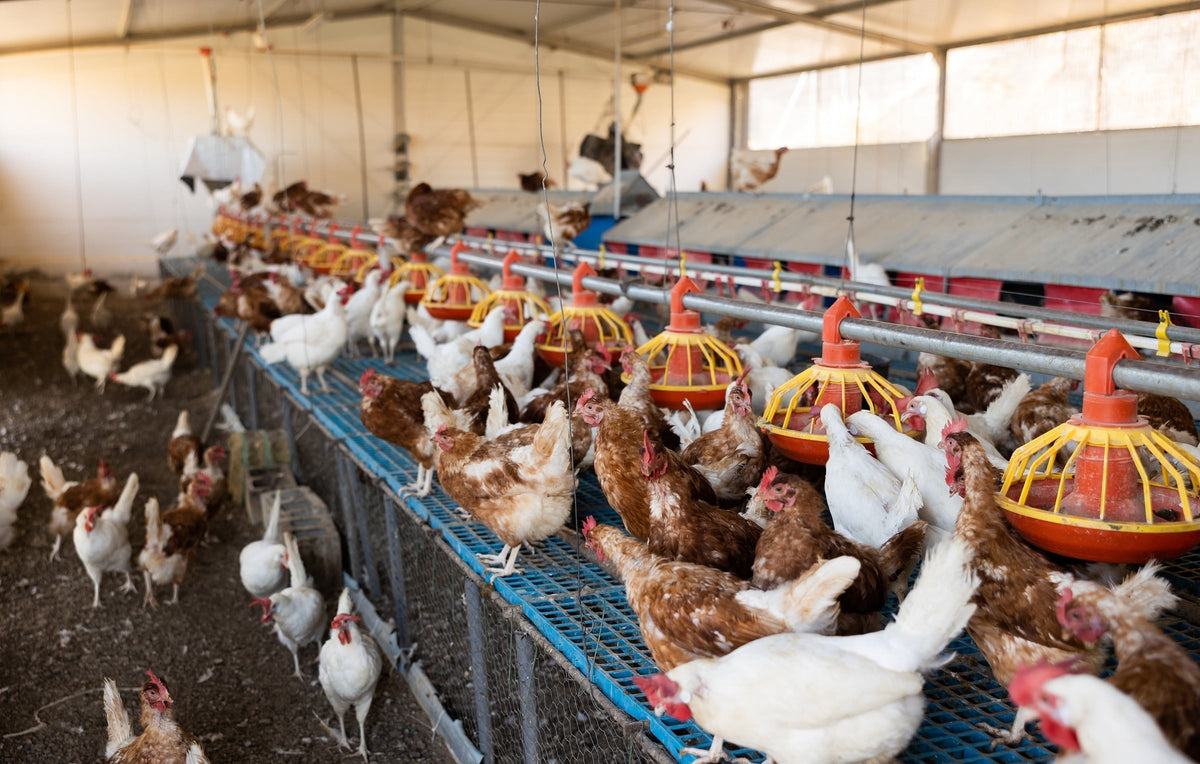 Brown and white chickens gathered around feeders inside a poultry house.