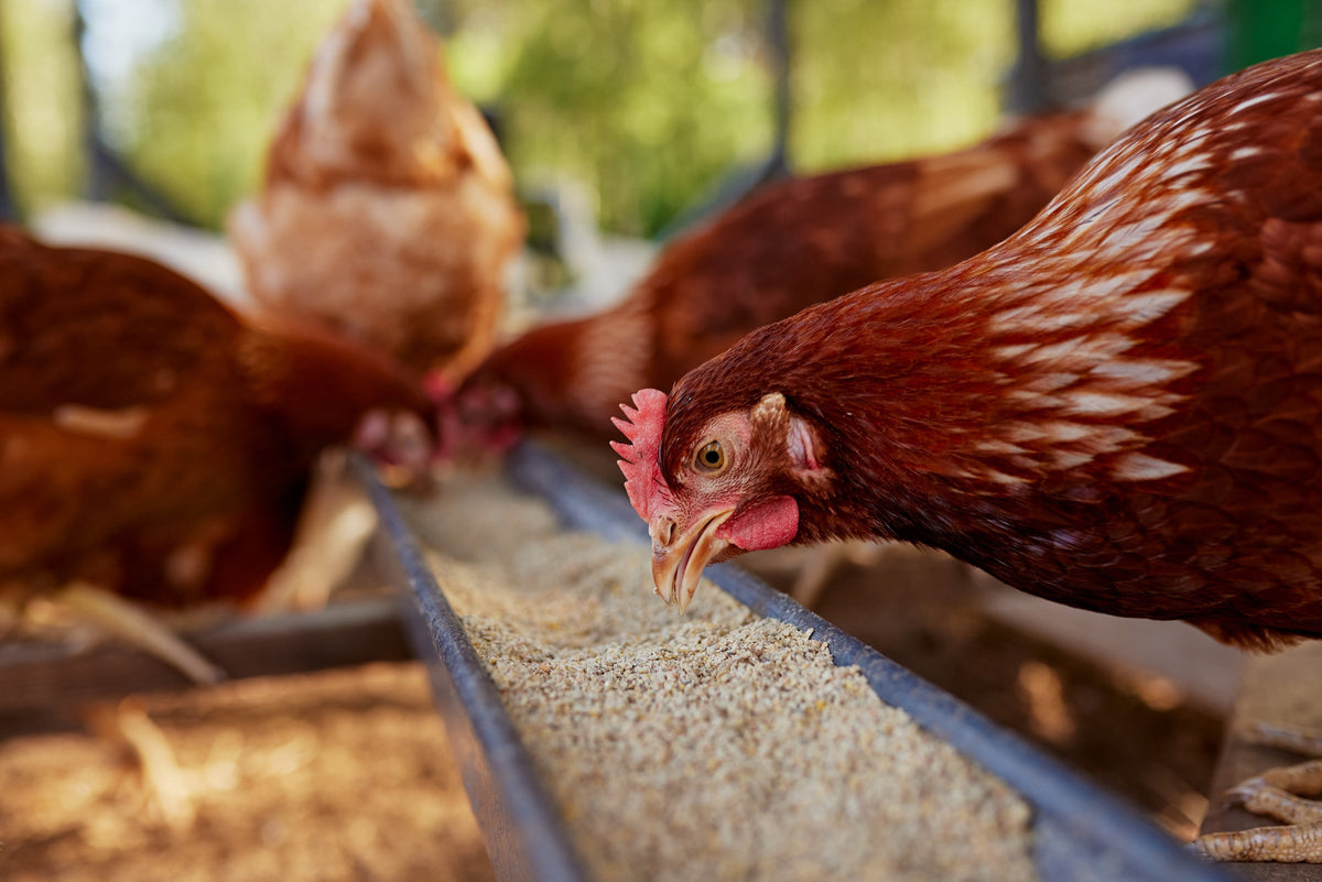 Brown hens eating grain from a trough.
