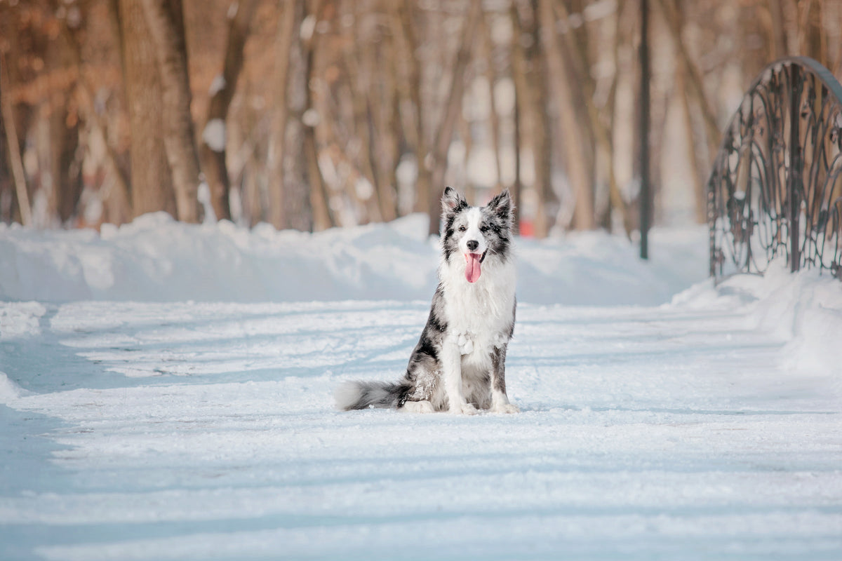 A grey, black and white dog sitting in snow beside a woodland path.