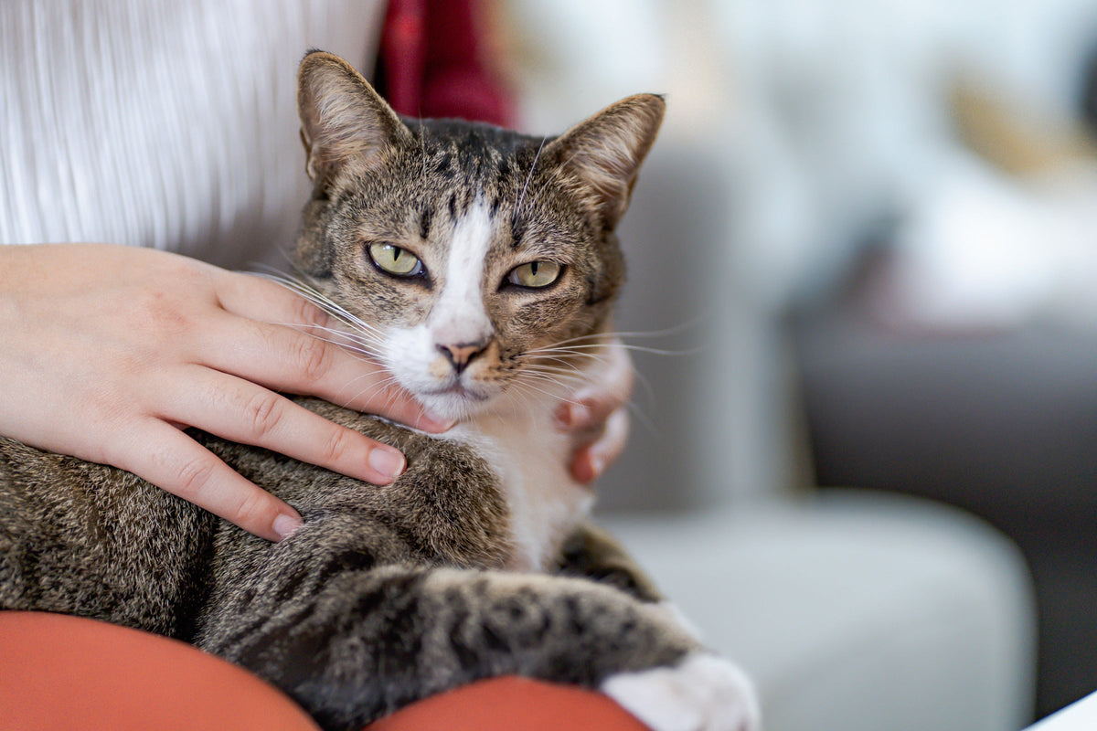 A tabby cat resting on a person's lap while being stroked.
