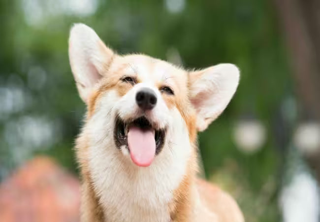 Can Dogs Laugh? What Play Pants Really Tell Us