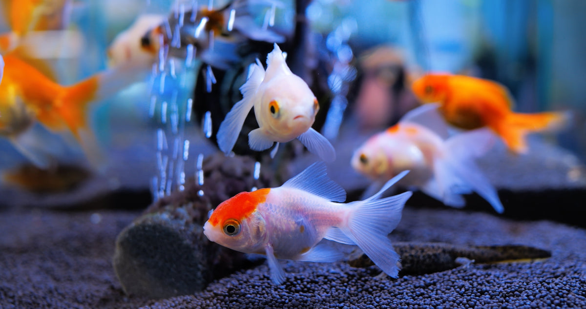 Goldfish swimming near bubbles in an aquarium.