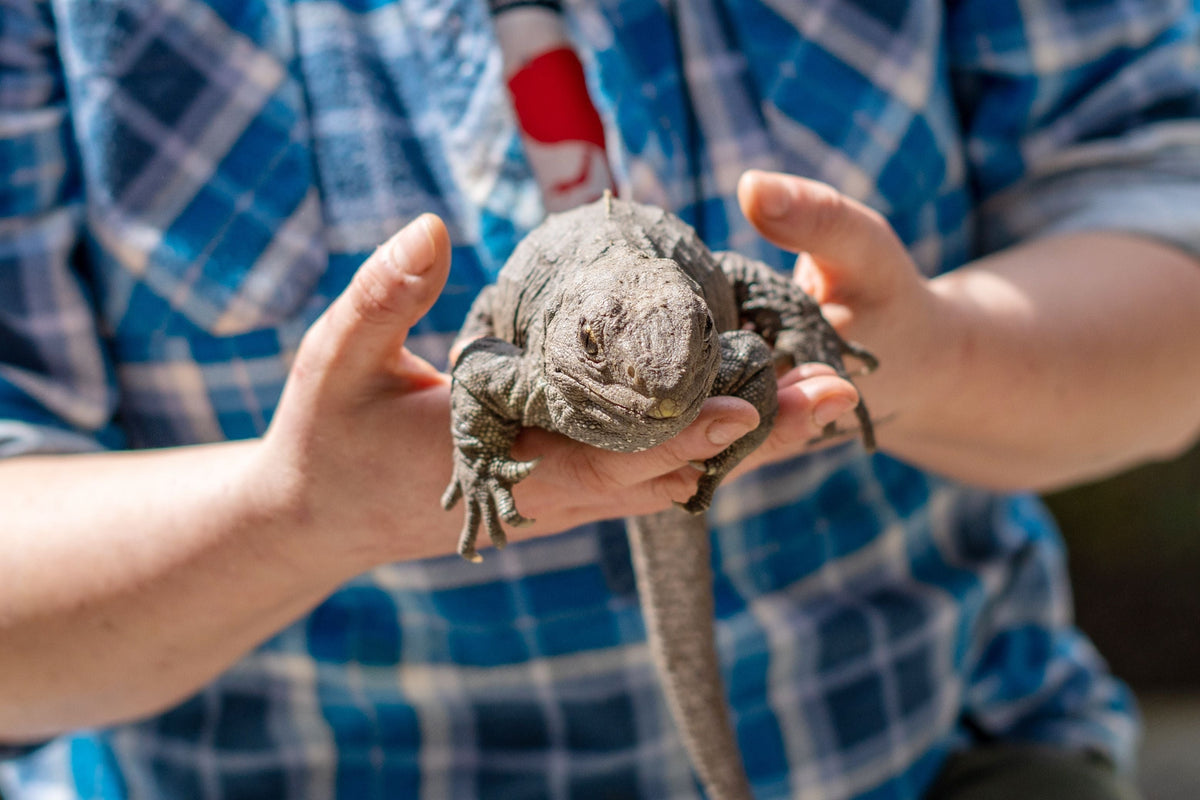 A person supporting an iguana in both hands.