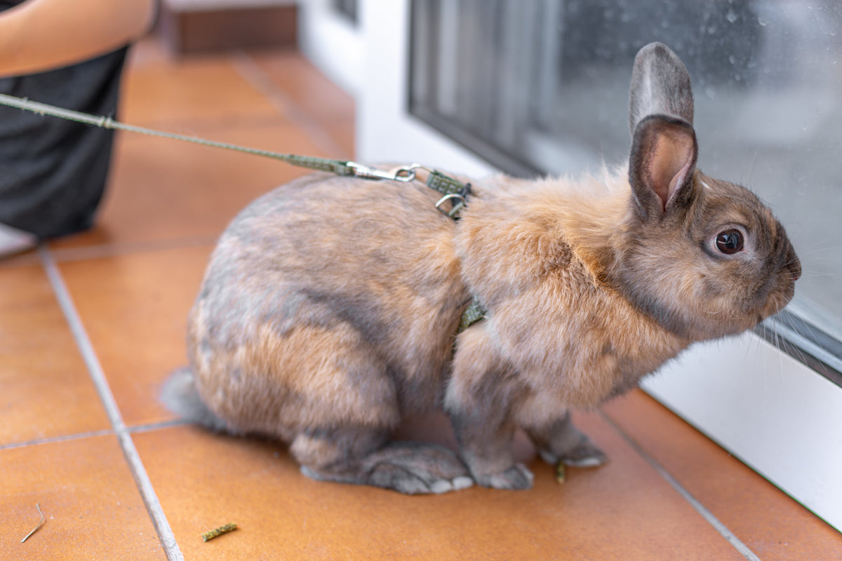 A rabbit wearing a harness and leash beside a glass door.