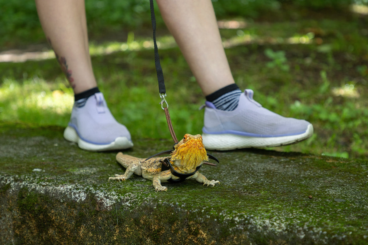 A bearded dragon wearing a harness and leash beside a person's feet.