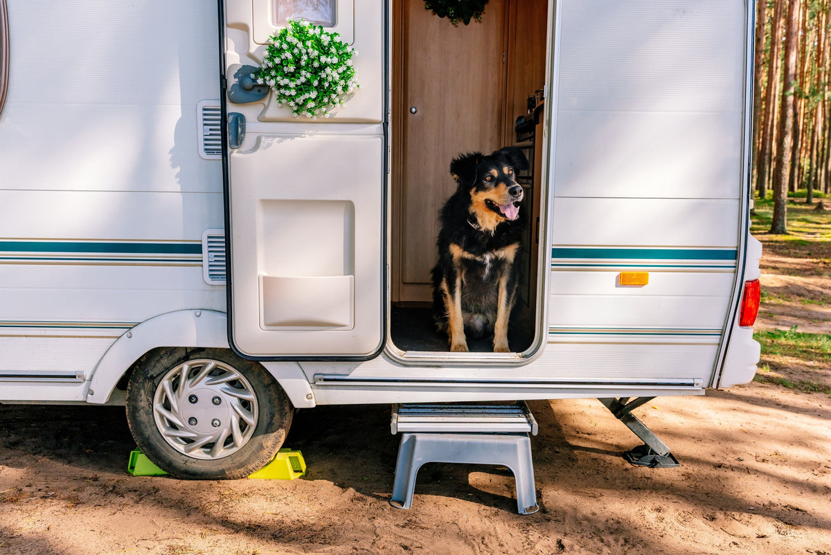 A black-and-tan dog sitting in the open doorway of a parked caravan.