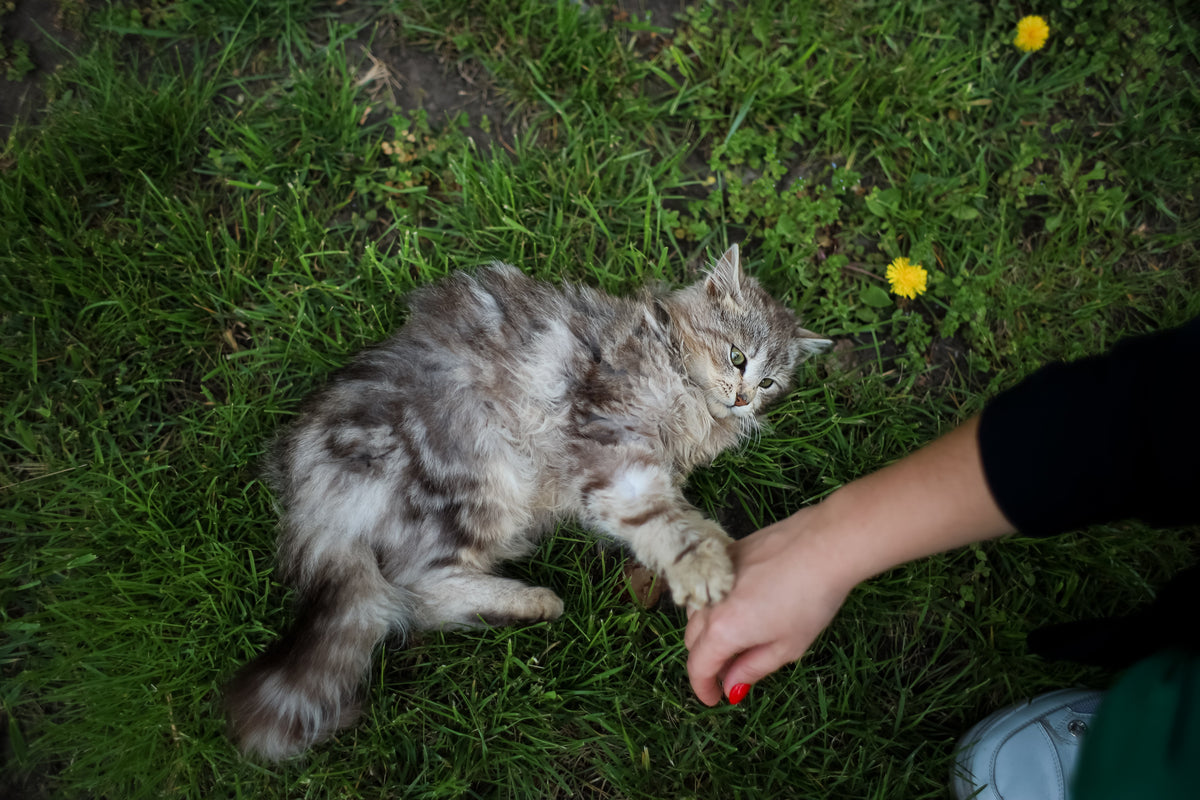 A grey cat lying on grass beside an outstretched hand.