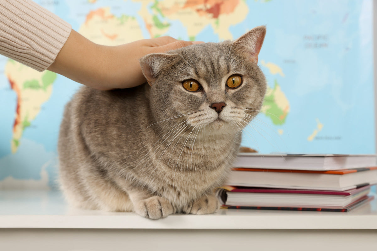 A person stroking a grey tabby cat beside a stack of books.