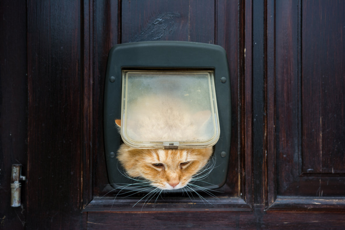 An orange cat looking through a cat flap in a wooden door.