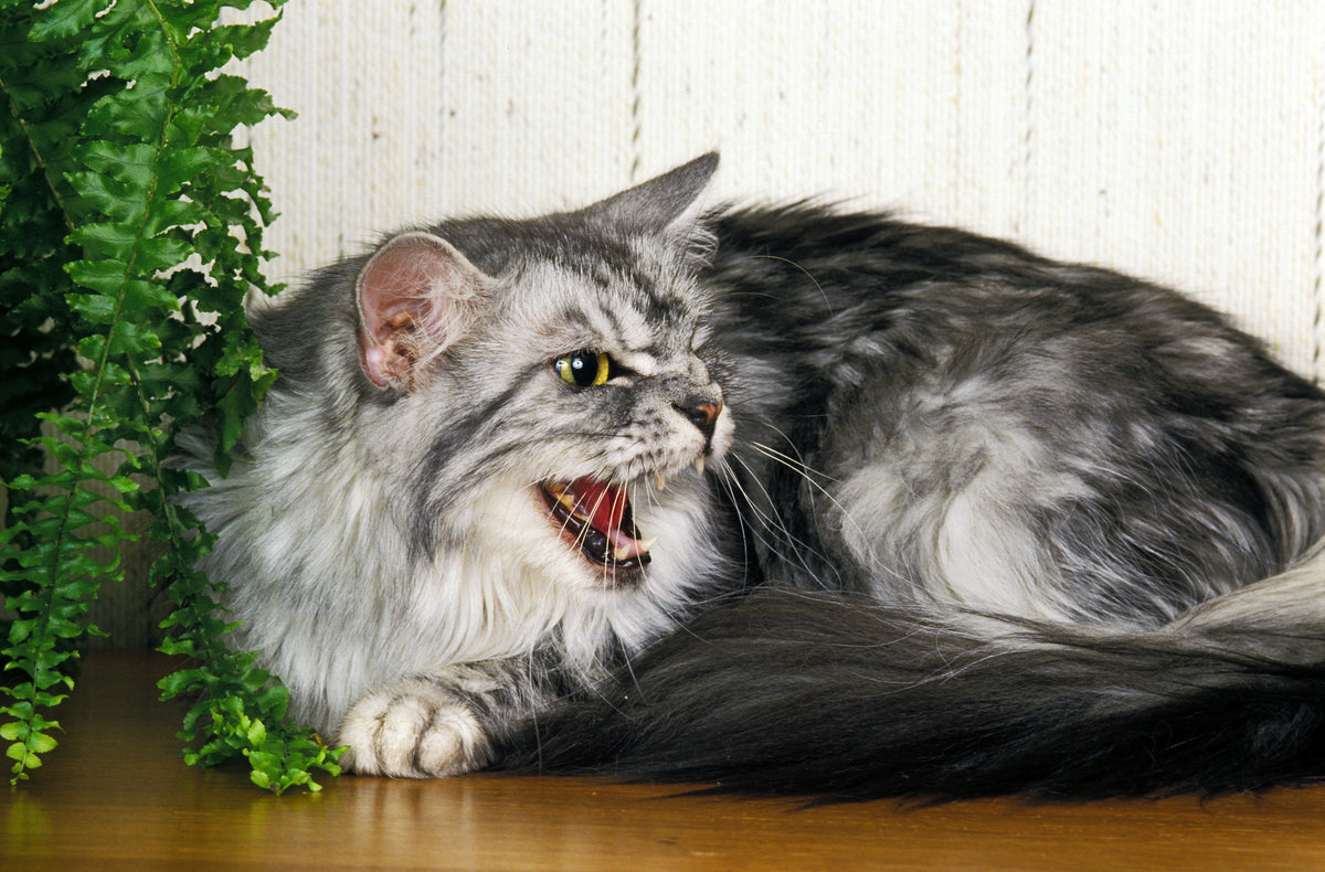 A long-haired grey cat resting with its mouth open beside a fern.