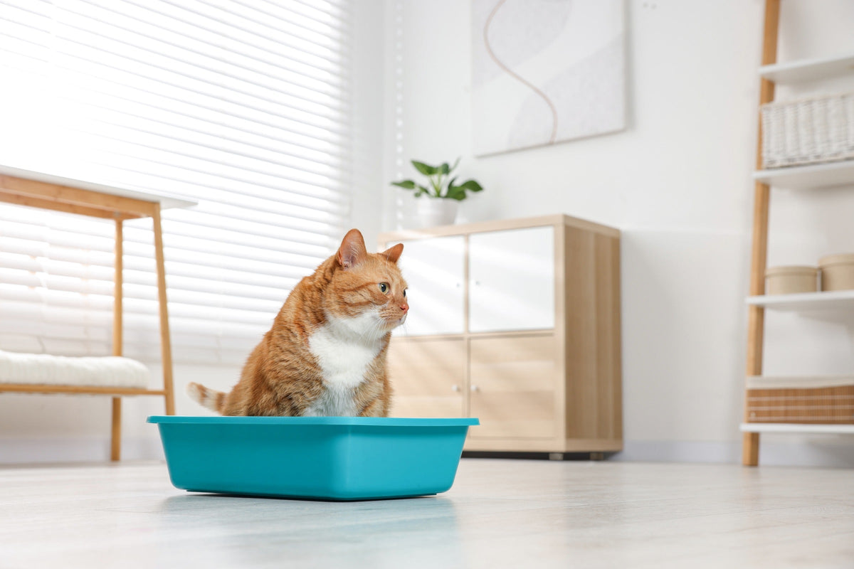 Ginger and white cat sitting in a turquoise litter tray at home.