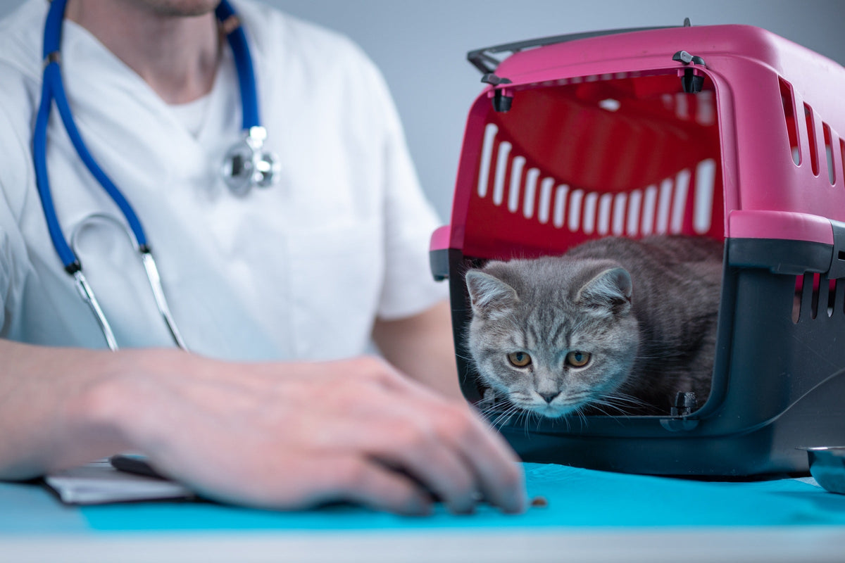 Grey cat in an open pink carrier beside a veterinary professional.