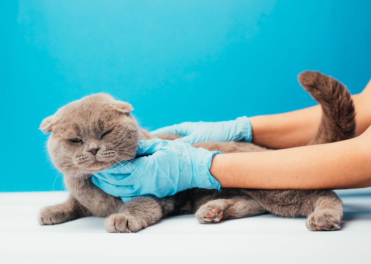 Grey cat supported by blue-gloved hands on a veterinary examination table.