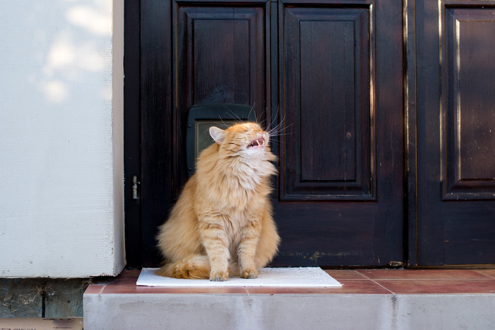 Cat Gagging Explained: Vet Guide 2025 🤔🐱