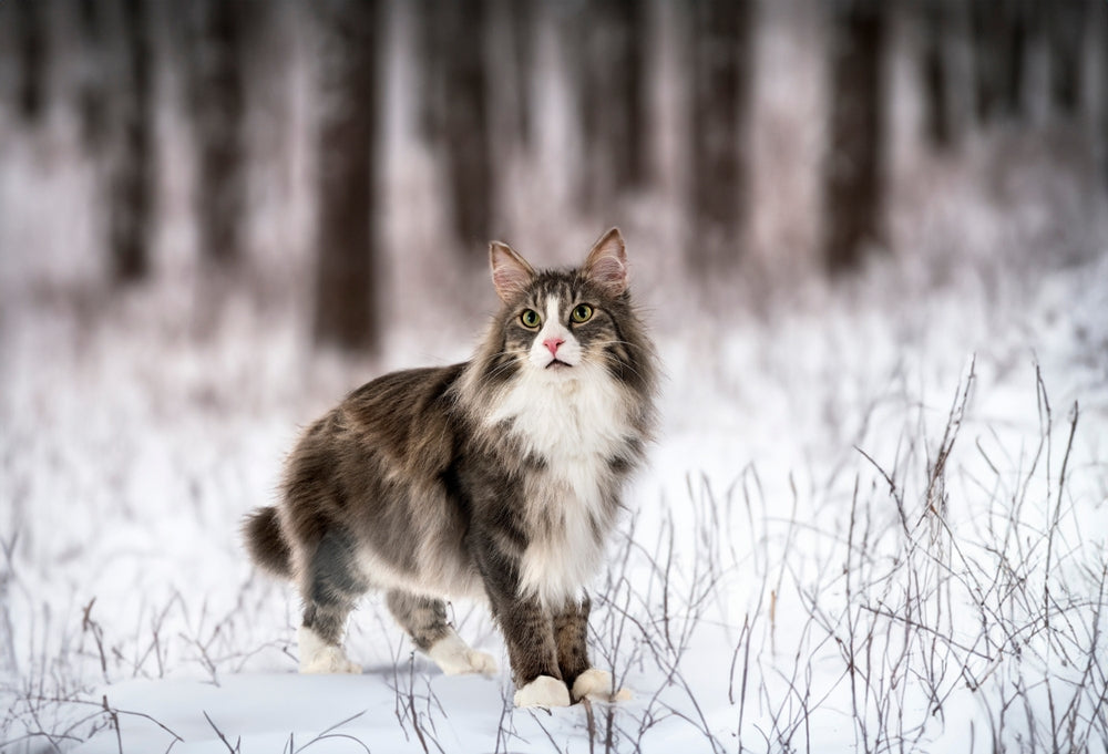 Cat Frostbite: A Vet’s 2025 Guide to Prevention, Care & Recovery ❄️🐾