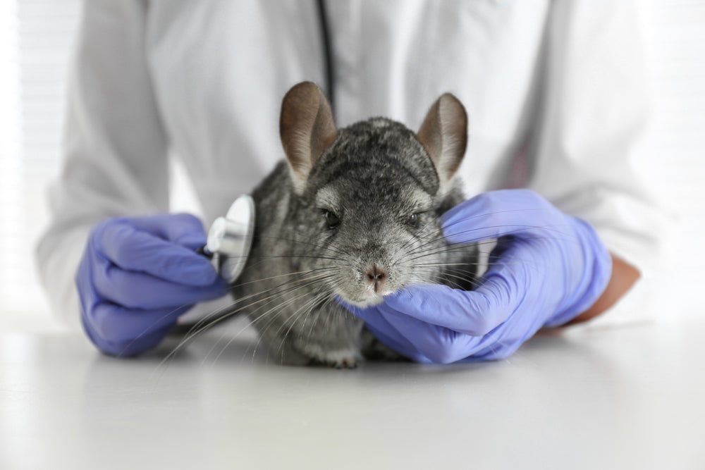 Chinchilla Overgrown Teeth & Dental Disease: Vet Guide 2025 – Expert Vet Insights