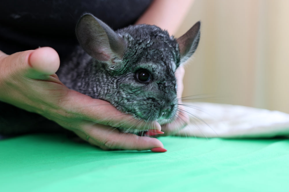 Common Chinchilla Illnesses: Vet Guide 2025 – Expert Vet Insights