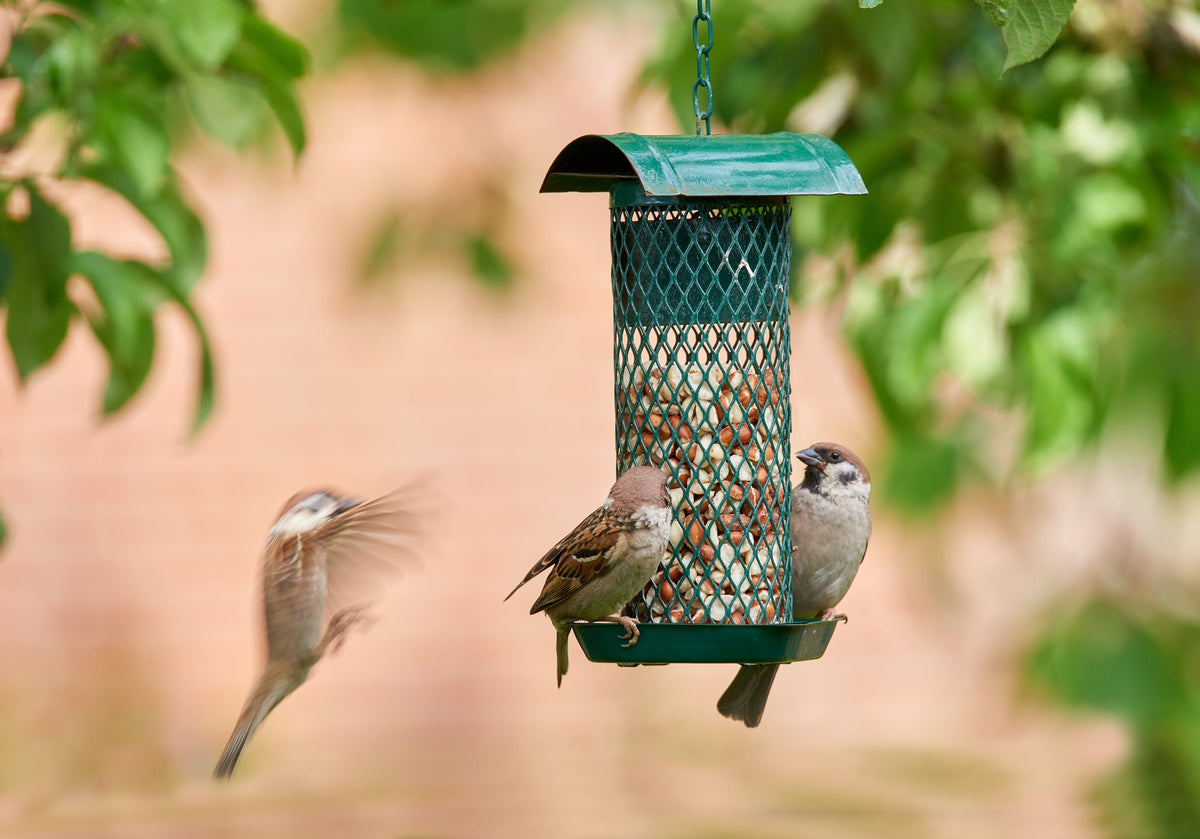 Small wild birds visiting a hanging green mesh bird feeder.