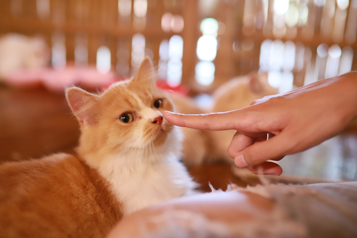 An orange-and-white cat touching a person's fingertip with its nose.