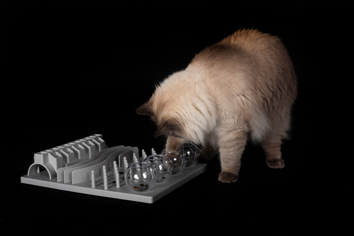 A cat investigating a food puzzle on a dark background.